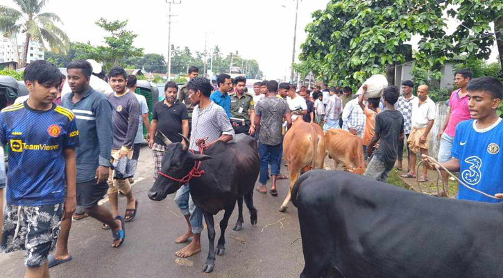 সড়কে গরুর বাজার, সরিয়ে দিলেন ইউএনও